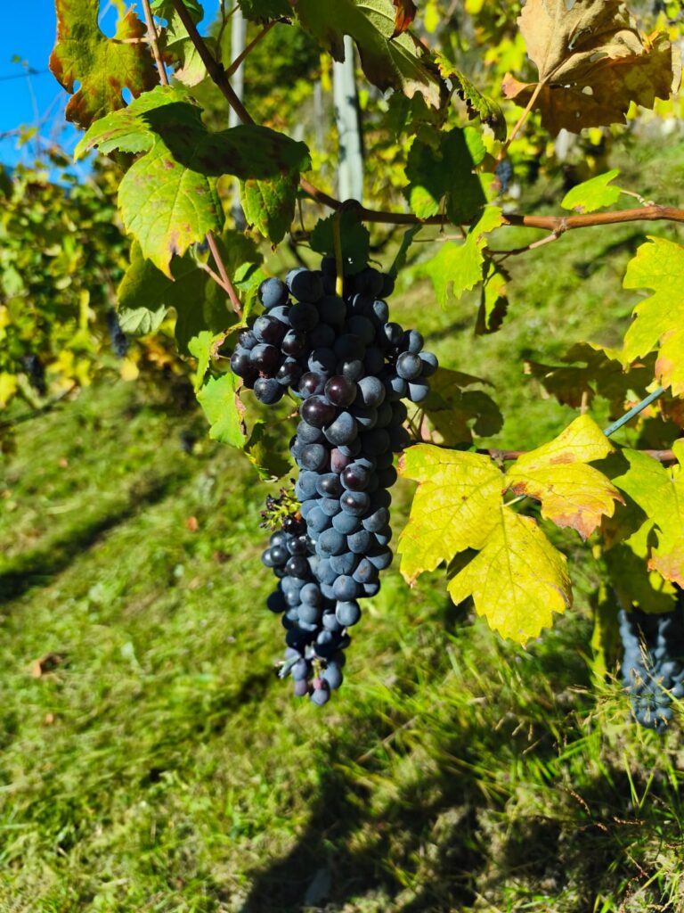 il posto al sole foresteria lombarda